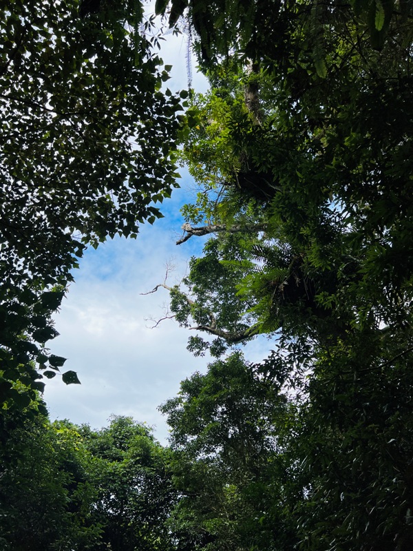 manapanggg26 泰安-馬那邦山 登頂的一抹楓紅