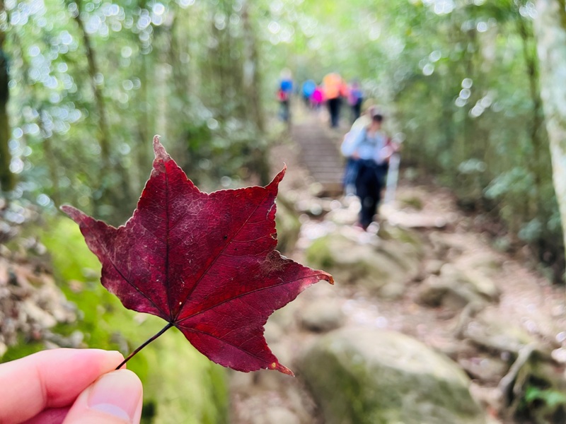 manapanggg32 泰安-馬那邦山 登頂的一抹楓紅