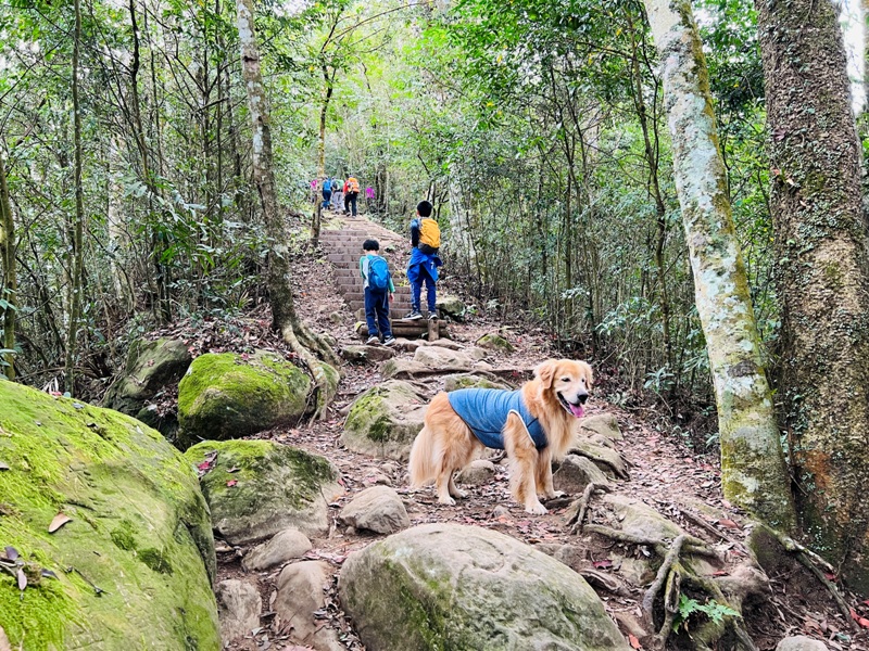 manapanggg33 泰安-馬那邦山 登頂的一抹楓紅