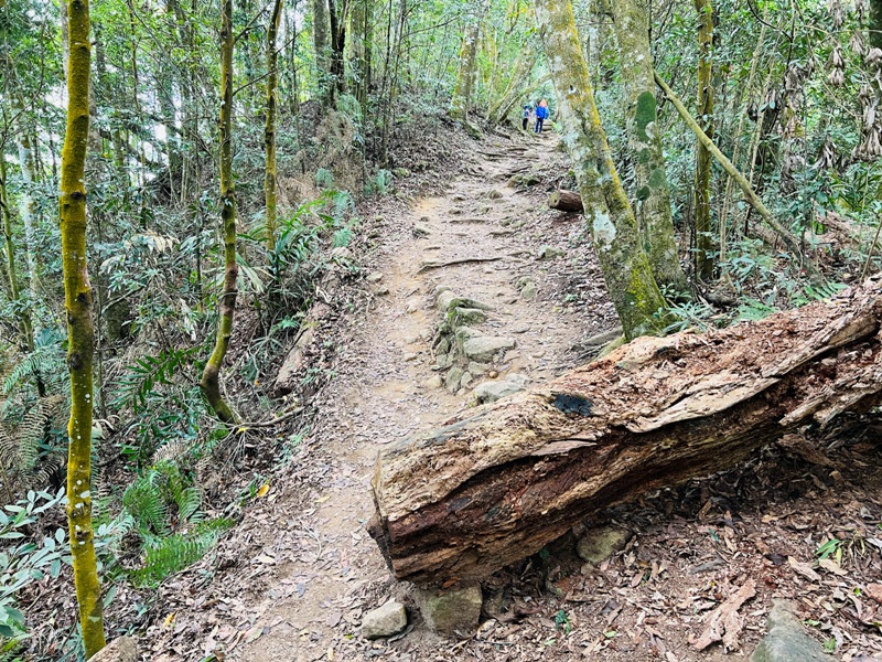 manapanggg34 泰安-馬那邦山 登頂的一抹楓紅
