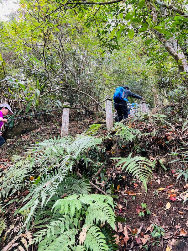 manapanggg35 泰安-馬那邦山 登頂的一抹楓紅