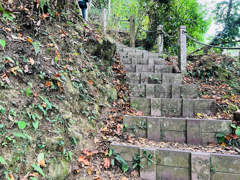 manapanggg36 泰安-馬那邦山 登頂的一抹楓紅