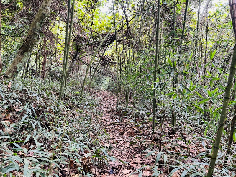manapanggg50 泰安-馬那邦山 登頂的一抹楓紅