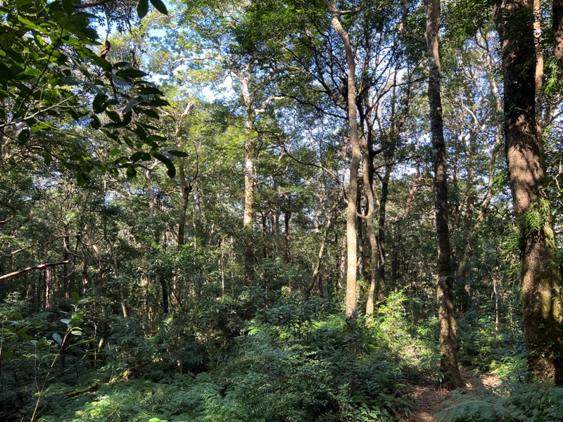 ptlaman07 尖石-北得拉曼山 迴音谷神木巨石瀑布