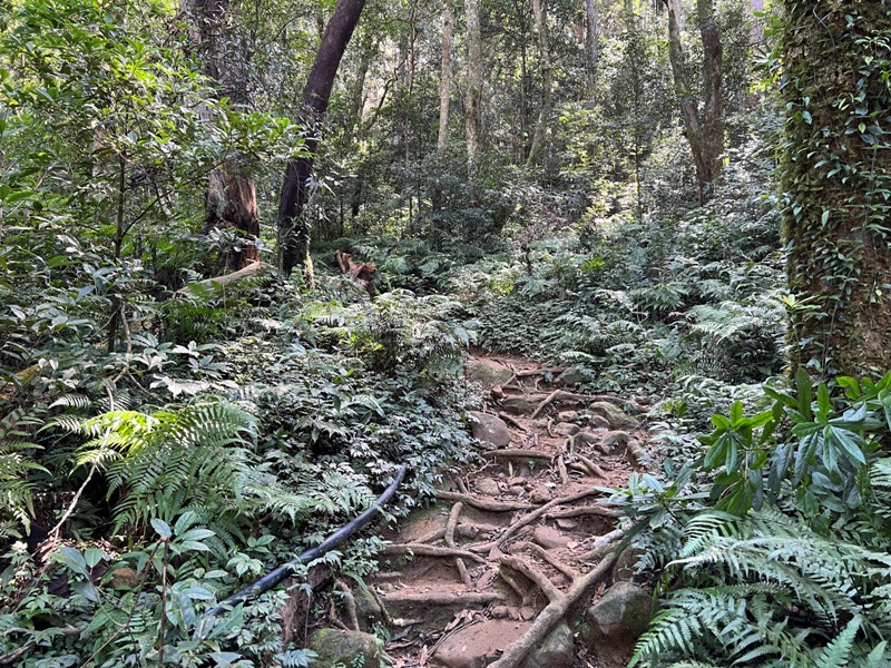 ptlaman08 尖石-北得拉曼山 迴音谷神木巨石瀑布