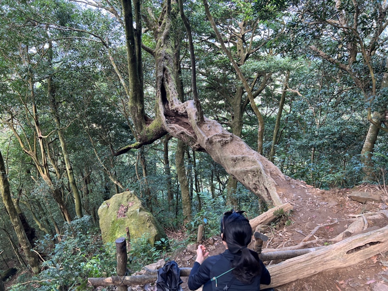 ptlaman15 尖石-北得拉曼山 迴音谷神木巨石瀑布