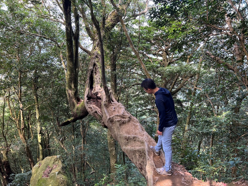 ptlaman16 尖石-北得拉曼山 迴音谷神木巨石瀑布