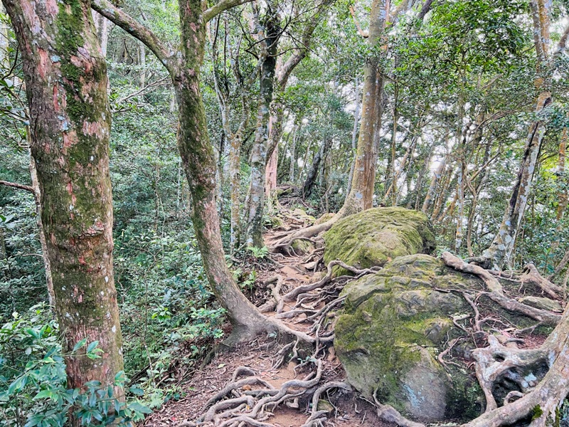 ptlaman18 尖石-北得拉曼山 迴音谷神木巨石瀑布