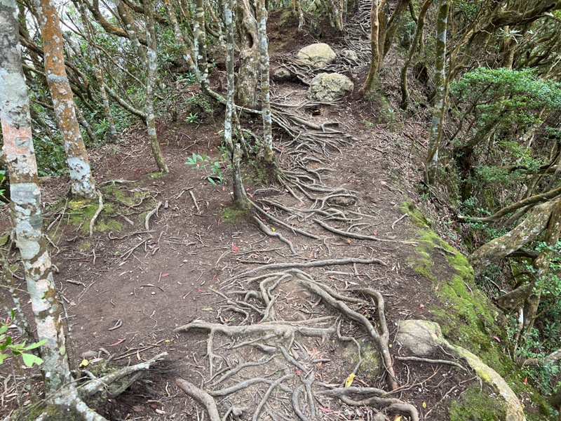 ptlaman28 尖石-北得拉曼山 迴音谷神木巨石瀑布