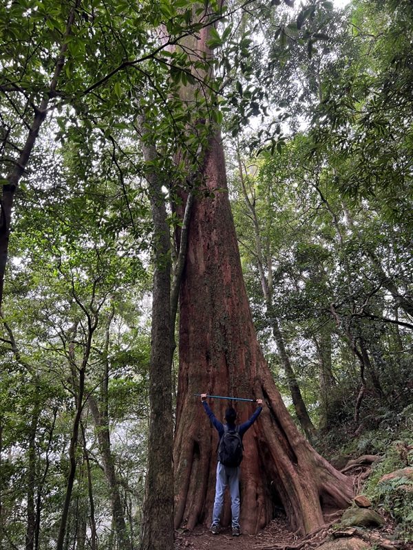 ptlaman31-rotated 尖石-北得拉曼山 迴音谷神木巨石瀑布