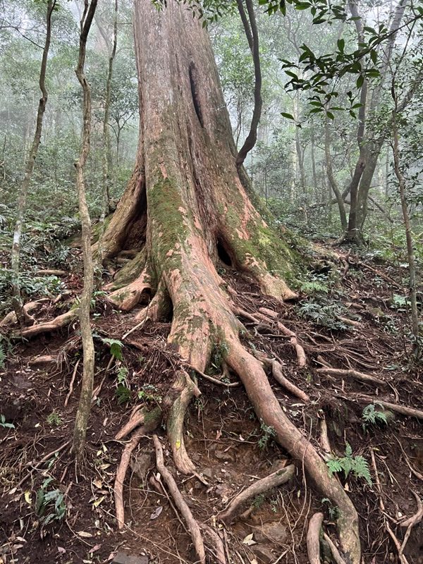 ptlaman34-rotated 尖石-北得拉曼山 迴音谷神木巨石瀑布