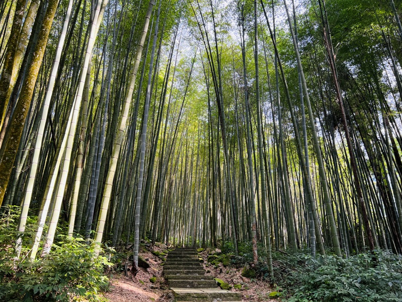 dadong4805 阿里山-大凍山 外掛頂湖步道 登頂展望佳
