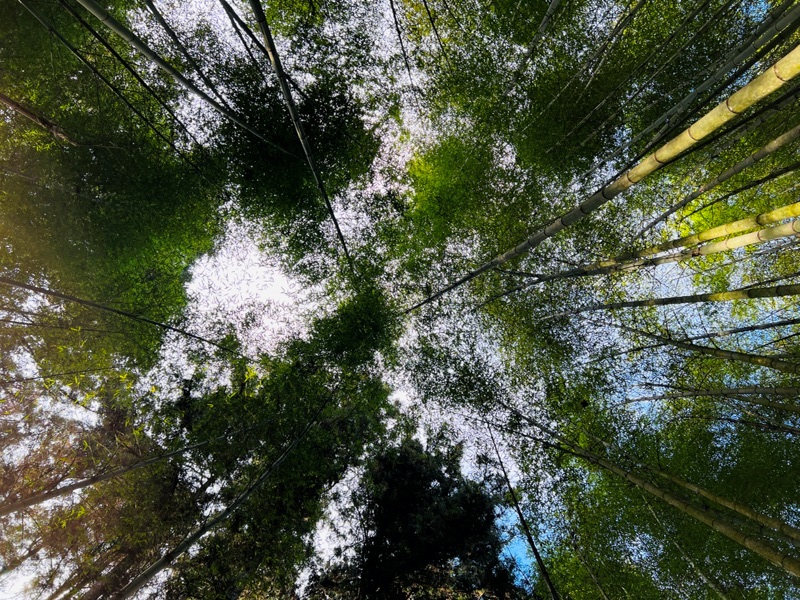 dadong4807 阿里山-大凍山 外掛頂湖步道 登頂展望佳