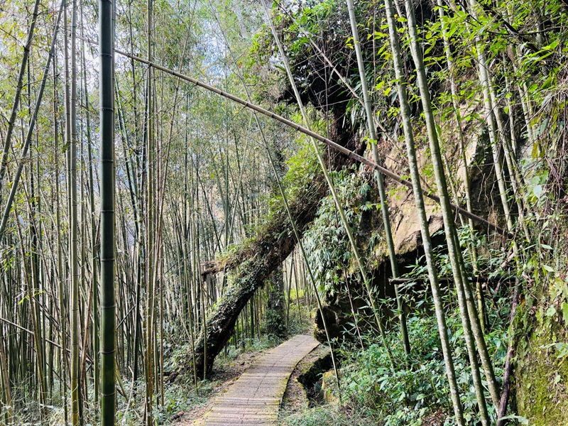 dadong4812 阿里山-大凍山 外掛頂湖步道 登頂展望佳