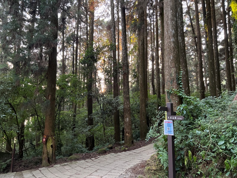 dadong4815 阿里山-大凍山 外掛頂湖步道 登頂展望佳