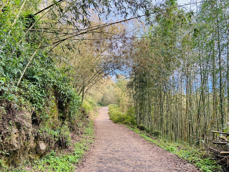 dadong4816 阿里山-大凍山 外掛頂湖步道 登頂展望佳
