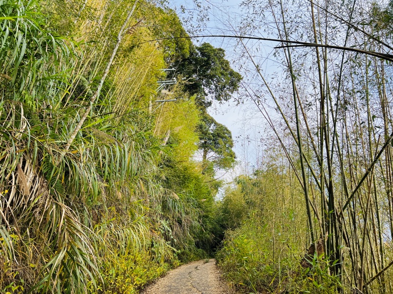 dadong4818 阿里山-大凍山 外掛頂湖步道 登頂展望佳