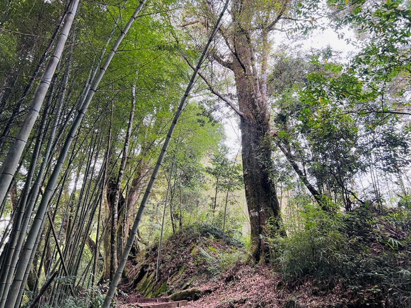 dadong4821 阿里山-大凍山 外掛頂湖步道 登頂展望佳