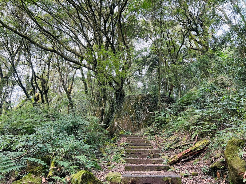dadong4822 阿里山-大凍山 外掛頂湖步道 登頂展望佳
