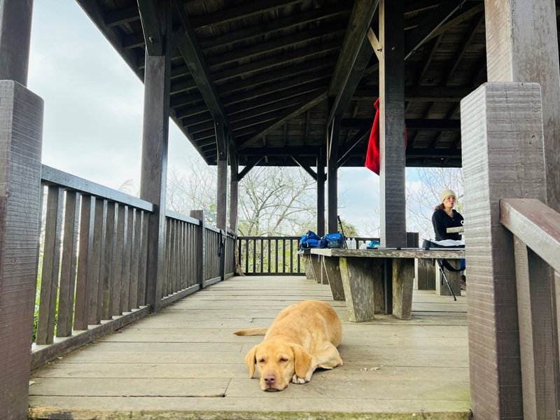 dadong4823 阿里山-大凍山 外掛頂湖步道 登頂展望佳