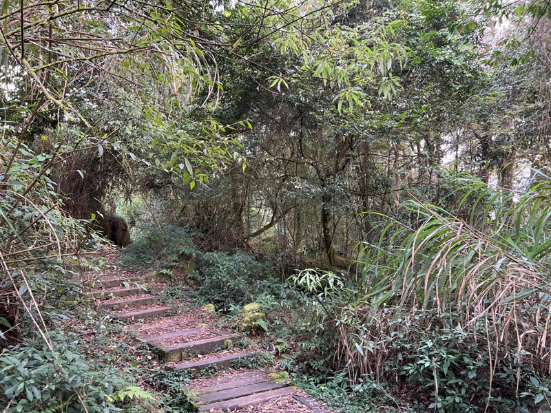 dadong4834 阿里山-大凍山 外掛頂湖步道 登頂展望佳