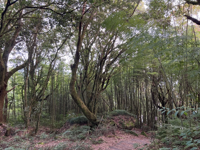 dadong4836 阿里山-大凍山 外掛頂湖步道 登頂展望佳