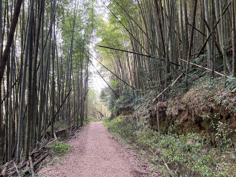 dadong4837 阿里山-大凍山 外掛頂湖步道 登頂展望佳