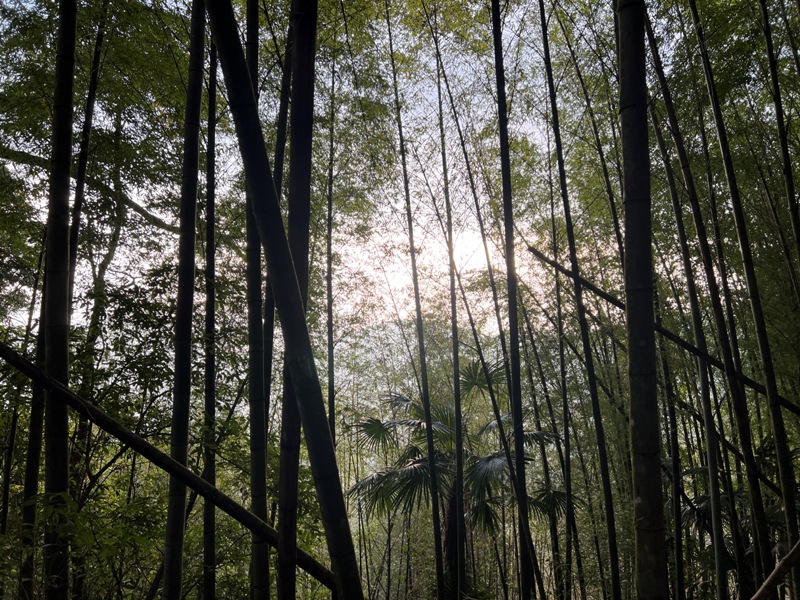 dadong4838 阿里山-大凍山 外掛頂湖步道 登頂展望佳