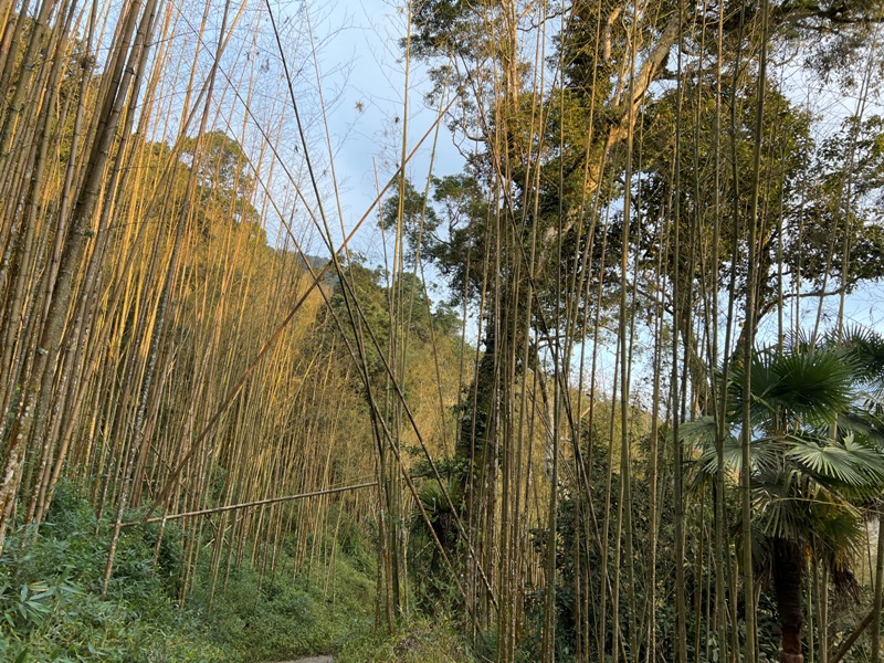 dadong4839 阿里山-大凍山 外掛頂湖步道 登頂展望佳