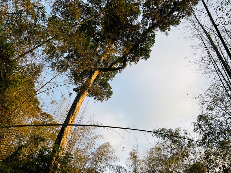 dadong4840 阿里山-大凍山 外掛頂湖步道 登頂展望佳