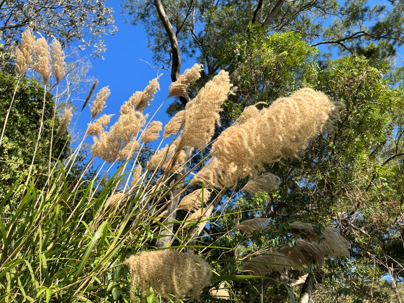 fengqi14 新豐-鳳崎落日步道 走一個輕鬆自在天涼好個秋