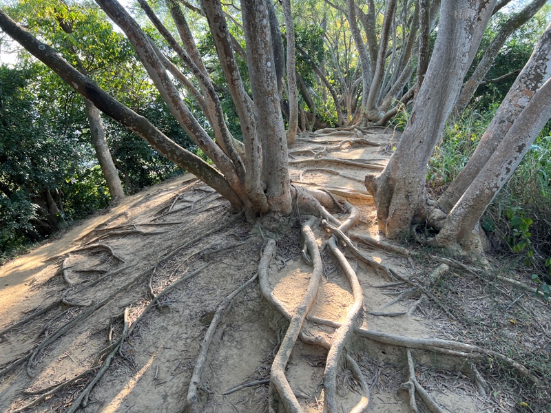 fengqi23 新豐-鳳崎落日步道 走一個輕鬆自在天涼好個秋