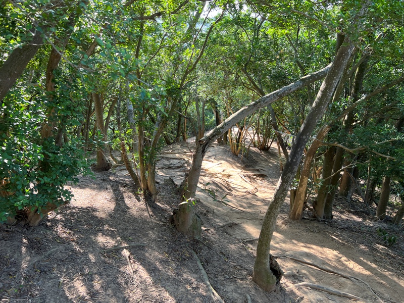 fengqi26 新豐-鳳崎落日步道 走一個輕鬆自在天涼好個秋