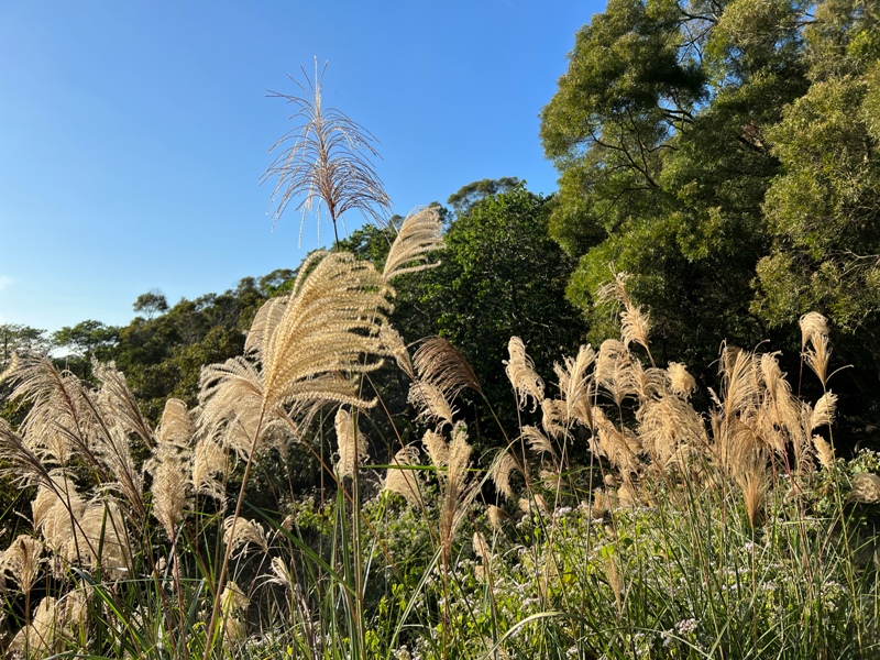 fengqi31 新豐-鳳崎落日步道 走一個輕鬆自在天涼好個秋