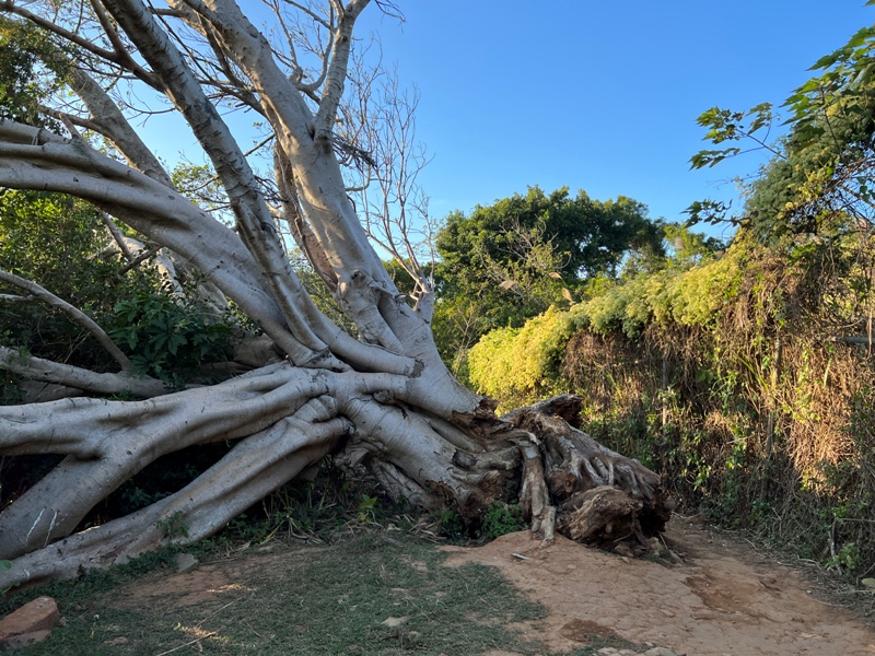fengqi40 新豐-鳳崎落日步道 走一個輕鬆自在天涼好個秋