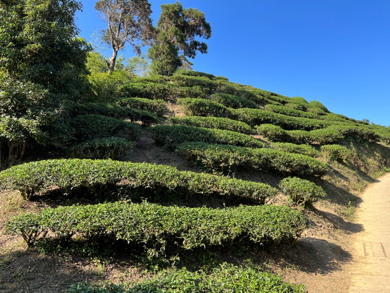 tapingsuspension20 梅山-太平雲梯+雲之南道+孝子路 輕鬆健康拍美照賞美景