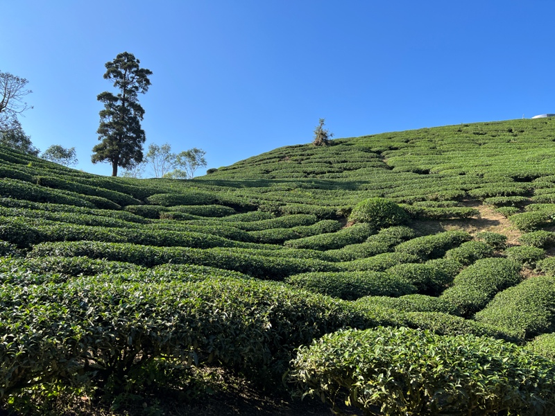 tapingsuspension21 梅山-太平雲梯+雲之南道+孝子路 輕鬆健康拍美照賞美景