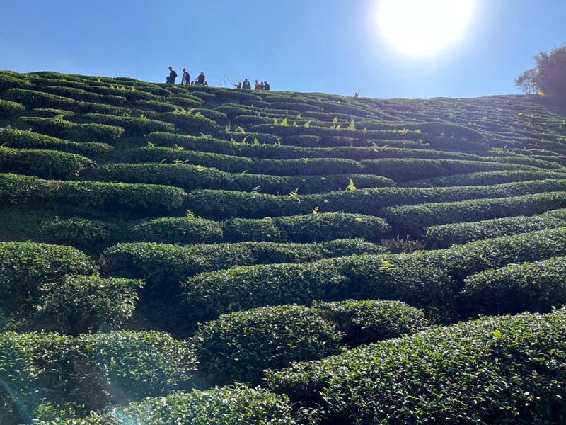 tapingsuspension27 梅山-太平雲梯+雲之南道+孝子路 輕鬆健康拍美照賞美景