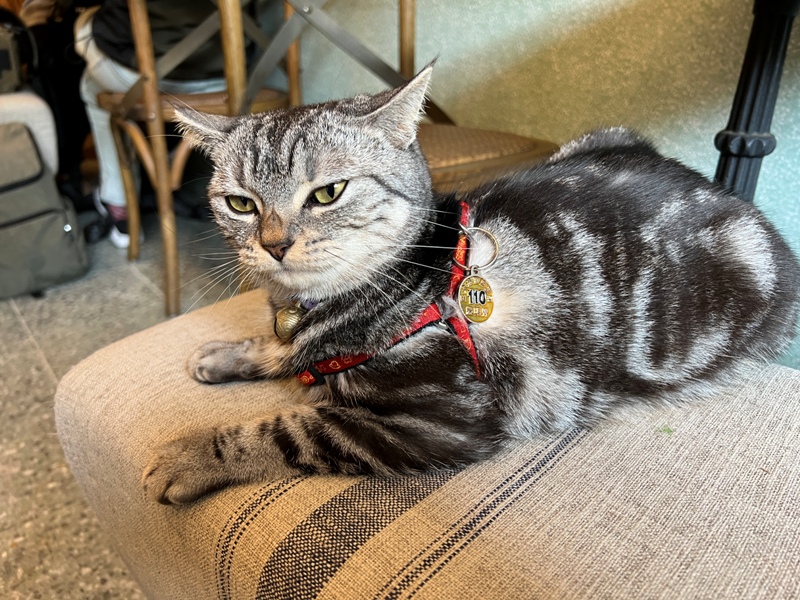 treasureofjoy12 頭城-兌藏 頭城老街 藝文風的老宅咖啡