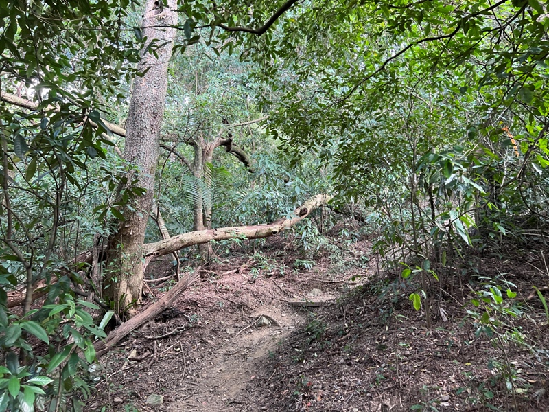 xichou04 大溪-溪州山 登小百岳眺望石門水庫景緻
