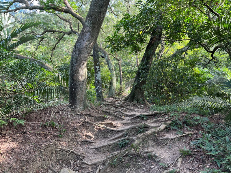 xichou05 大溪-溪州山 登小百岳眺望石門水庫景緻