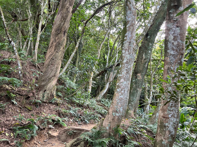 xichou12 大溪-溪州山 登小百岳眺望石門水庫景緻