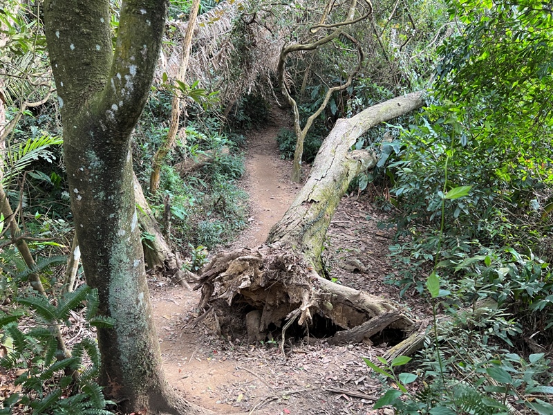 xichou27 大溪-溪州山 登小百岳眺望石門水庫景緻
