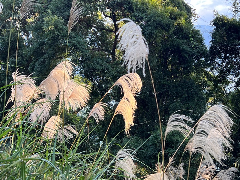 xichou43 大溪-溪州山 登小百岳眺望石門水庫景緻