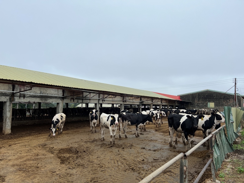 dajiamt09 外埔-鐵砧山 輕取海邊小百岳