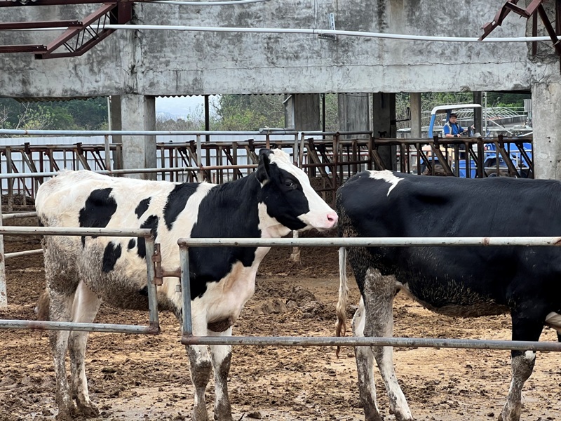 dajiamt10 外埔-鐵砧山 輕取海邊小百岳