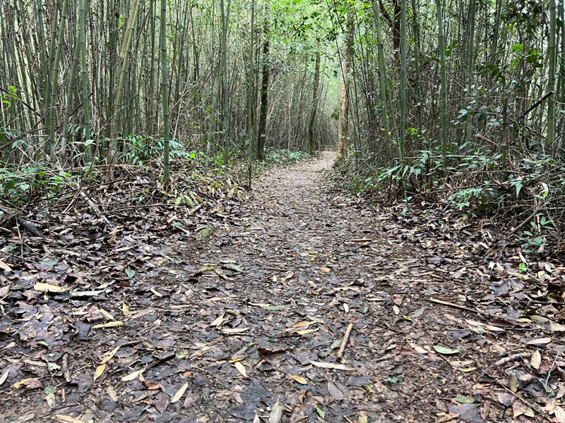 guandao14 三義-關刀山 出關古道關聖段 超冷門小百岳