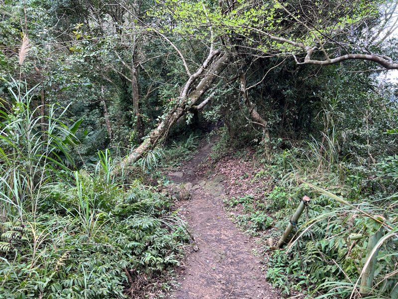 guandao27 三義-關刀山 出關古道關聖段 超冷門小百岳