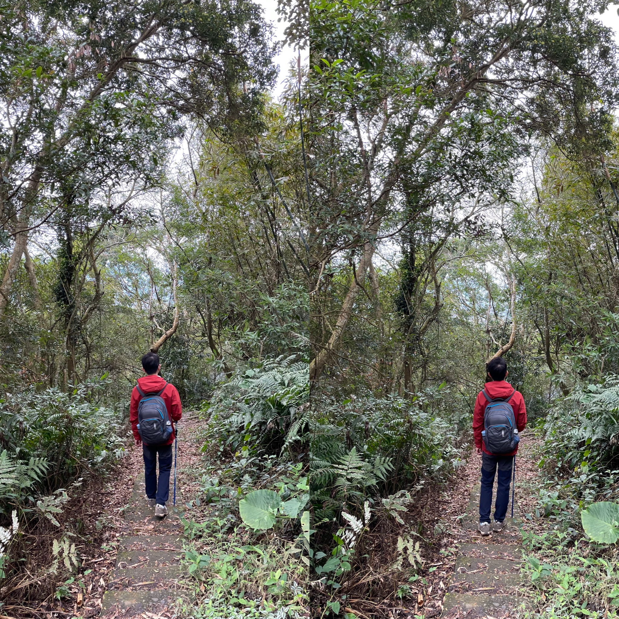 guandao40 三義-關刀山 出關古道關聖段 超冷門小百岳