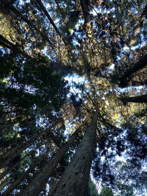 jialimt08-rotated 南庄-苗栗國第一高峰 小百岳加里山 拉繩攀岩直上頂峰